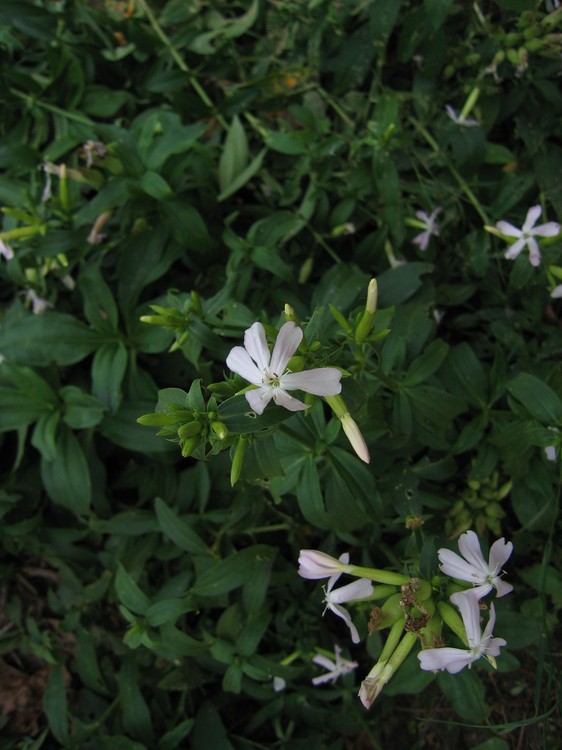 Saponaria officinalis